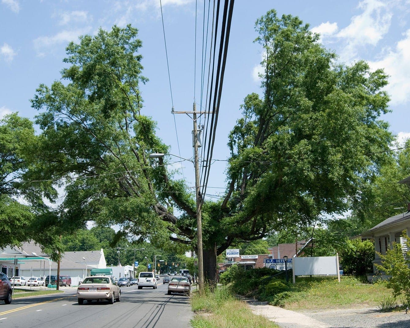 Trees trimmed back from an overhead power line